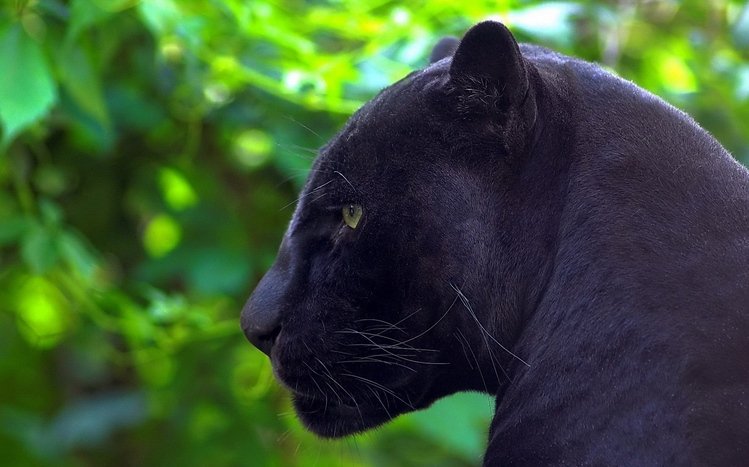 Black Panther Theme screenshot #20