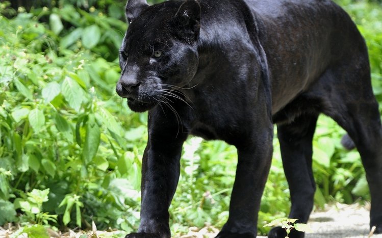 Black Panther Theme screenshot #21