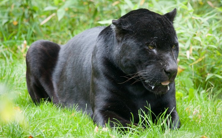 Black Panther Theme screenshot #22