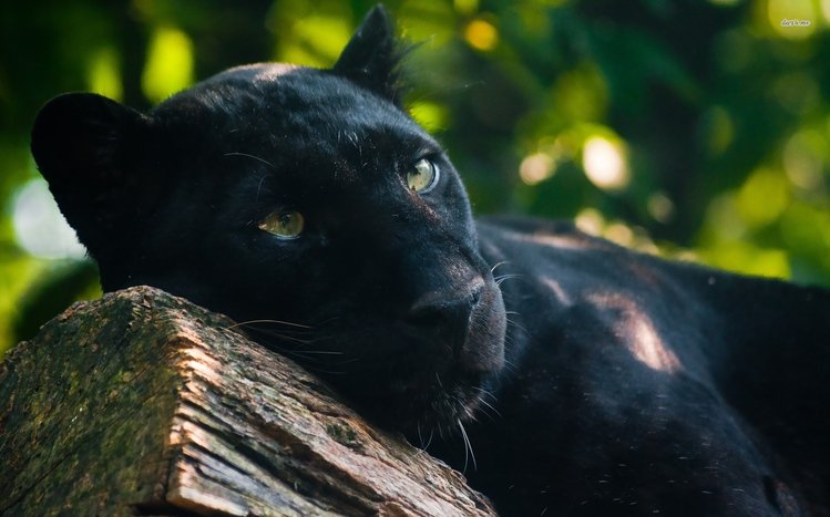 Black Panther Theme screenshot #29