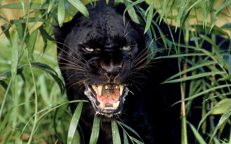 Black Panther Theme screenshot #7