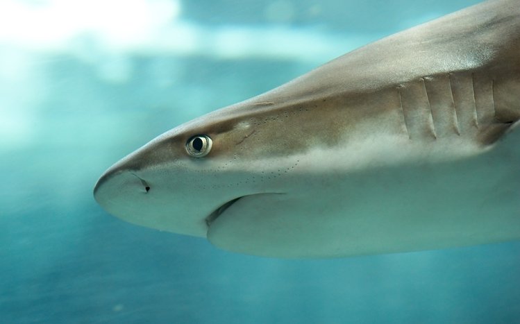 Shark Theme screenshot #13