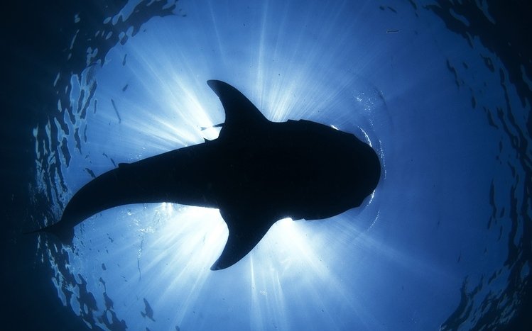 Shark Theme screenshot #14