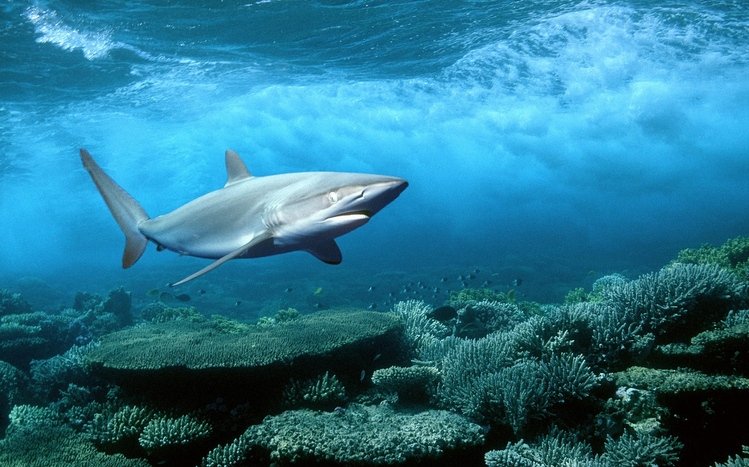 Shark Theme screenshot #16