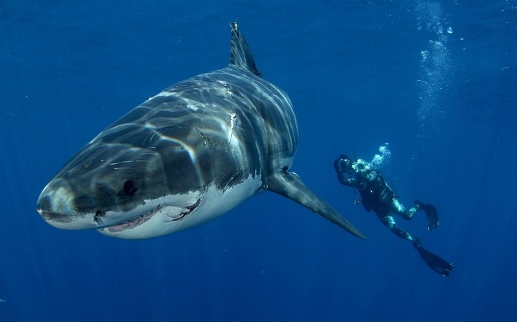 Shark Theme screenshot #17