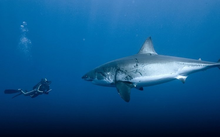 Shark Theme screenshot #2