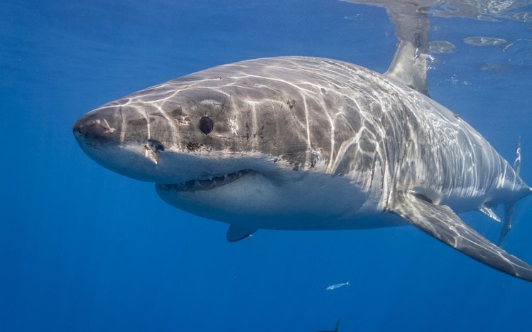 Shark Theme screenshot #25