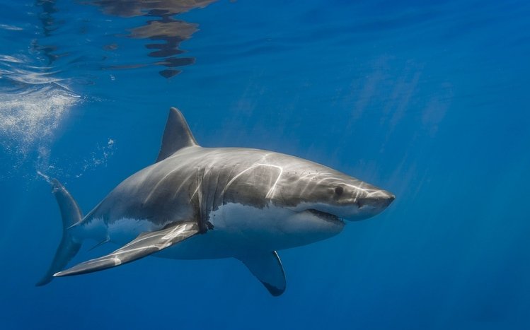 Shark Theme screenshot #26