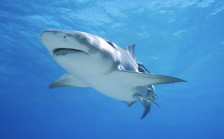 Shark Theme screenshot #9