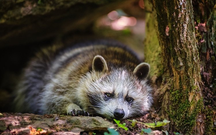 Raccoon Theme screenshot #12