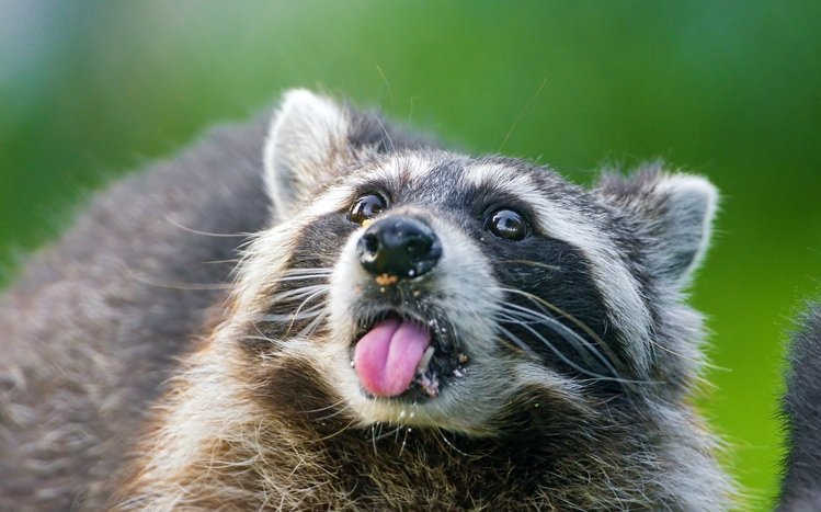 Raccoon Theme screenshot #15