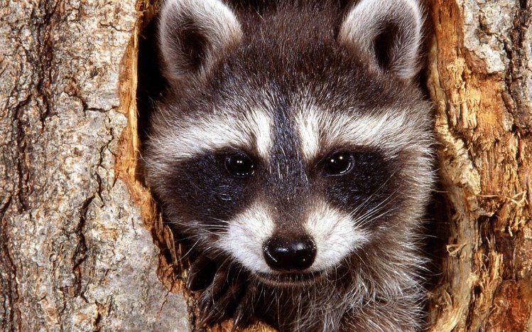 Raccoon Theme screenshot #23