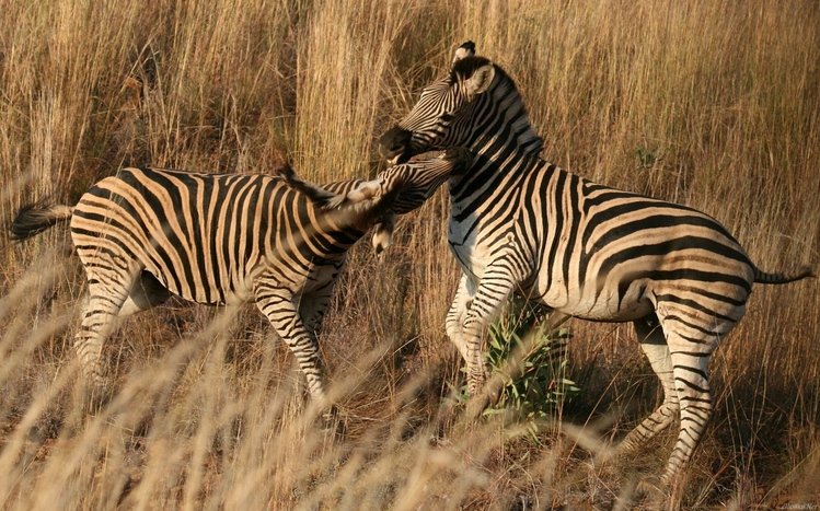 Zebra Theme screenshot #17