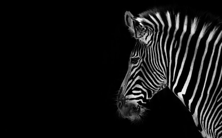 Zebra Theme screenshot #18