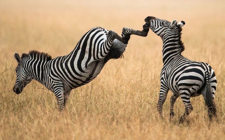 Zebra Theme screenshot #19