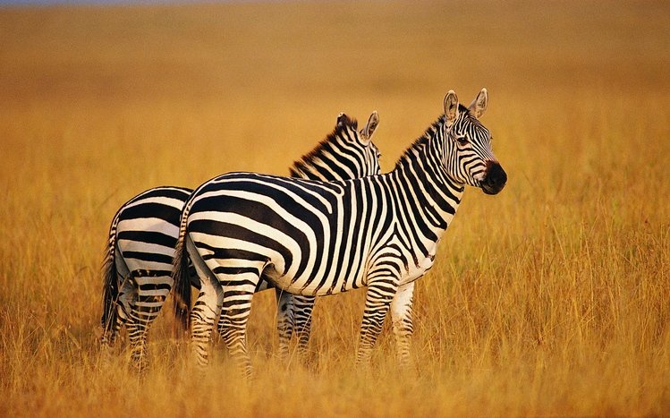 Zebra Theme screenshot #21