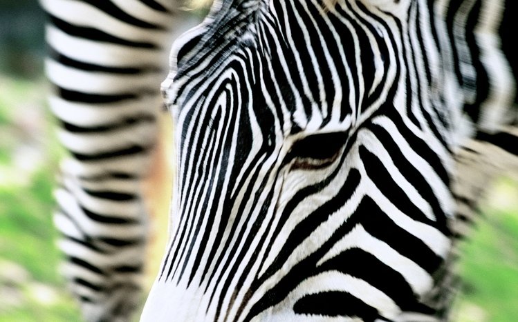 Zebra Theme screenshot #25