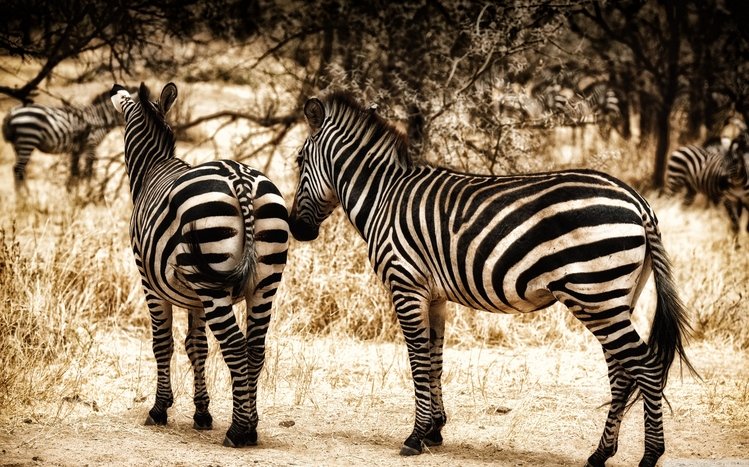 Zebra Theme screenshot #27