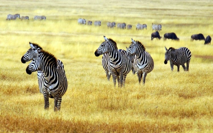 Zebra Theme screenshot #28