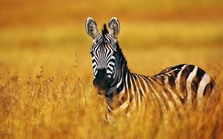 Zebra Theme screenshot #4