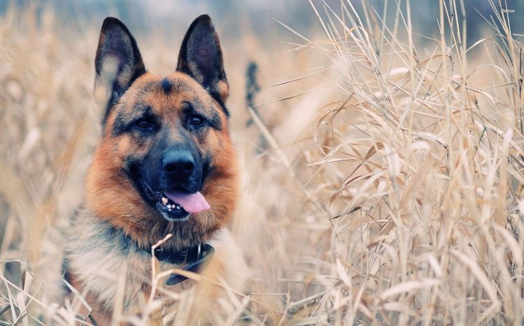 German Shepherd Theme screenshot #26