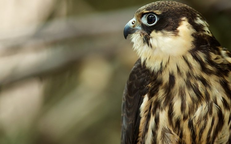 Falcon Theme screenshot #25