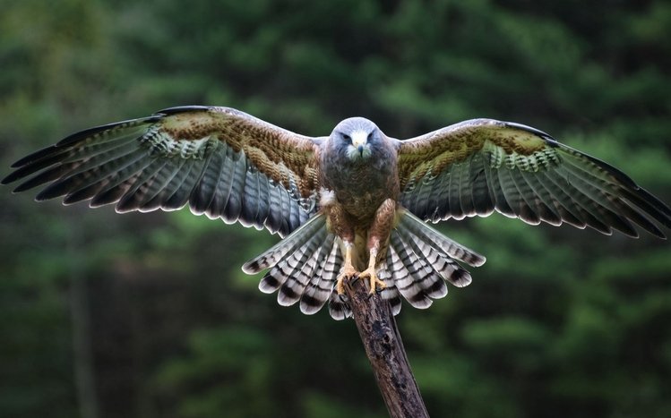 Falcon Theme screenshot #27