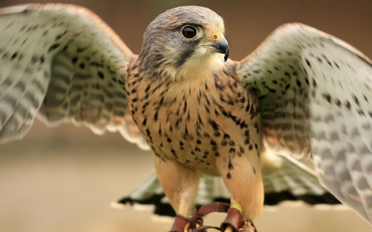 Falcon Theme screenshot #28