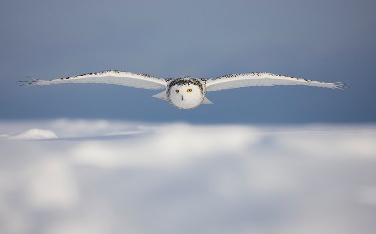 Snowy Owl Theme screenshot #1