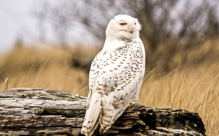 Snowy Owl Theme screenshot #14