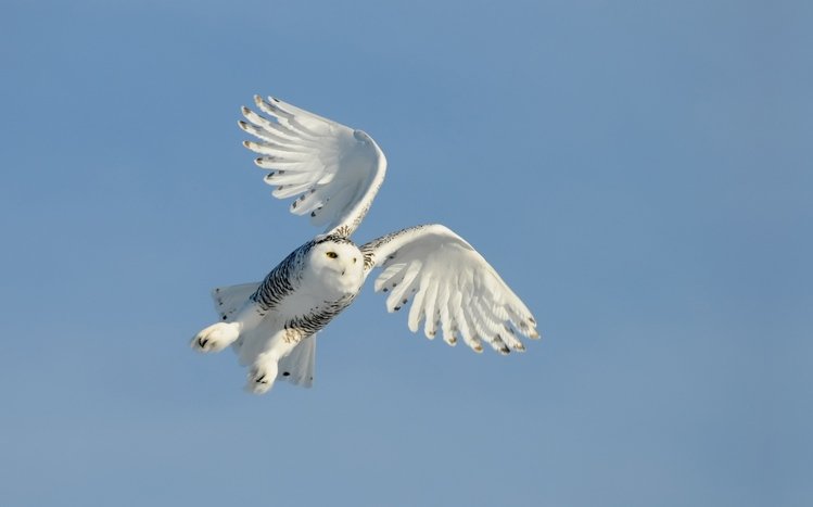 Snowy Owl Theme screenshot #15