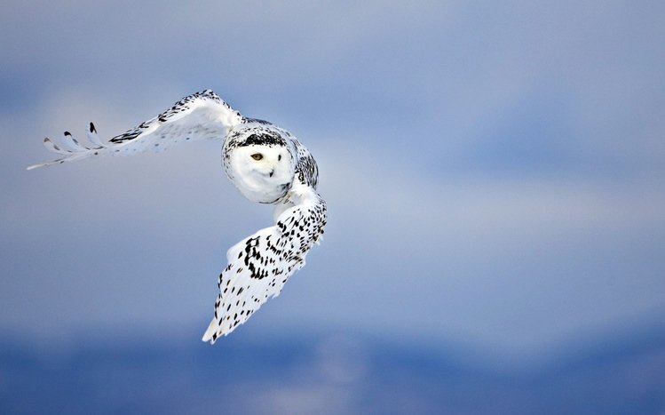 Snowy Owl Theme screenshot #16