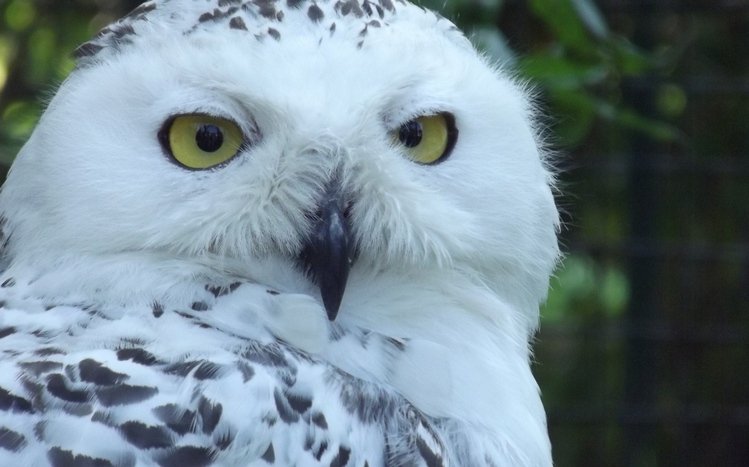 Snowy Owl Theme screenshot #18