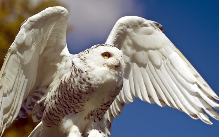 Snowy Owl Theme screenshot #19