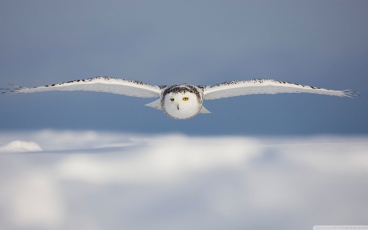 Snowy Owl Theme screenshot #22