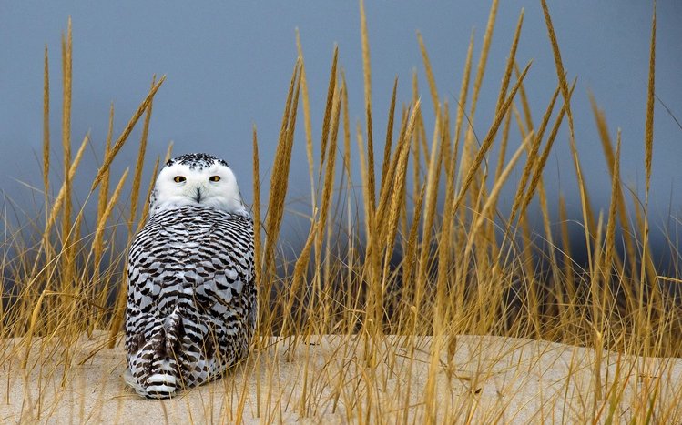 Snowy Owl Theme screenshot #24