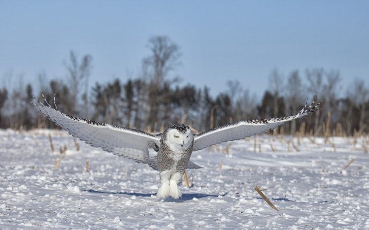 Snowy Owl Theme screenshot #25