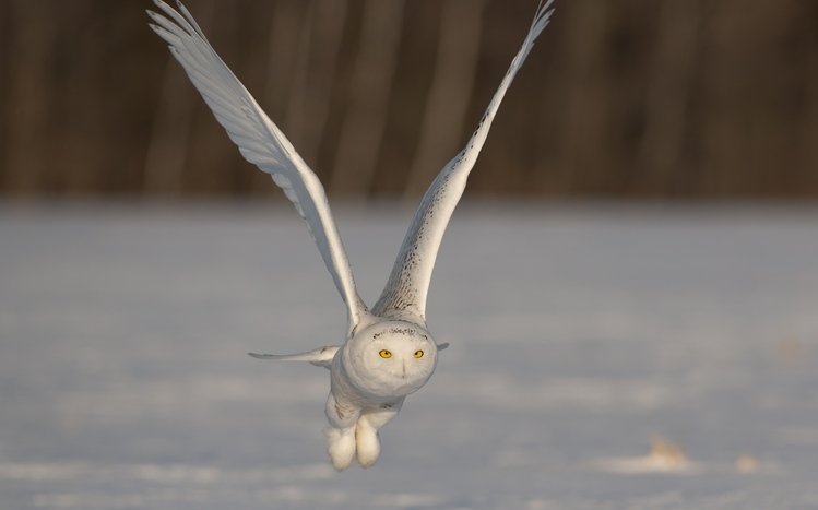 Snowy Owl Theme screenshot #26