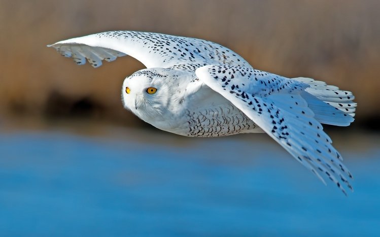 Snowy Owl Theme screenshot #27