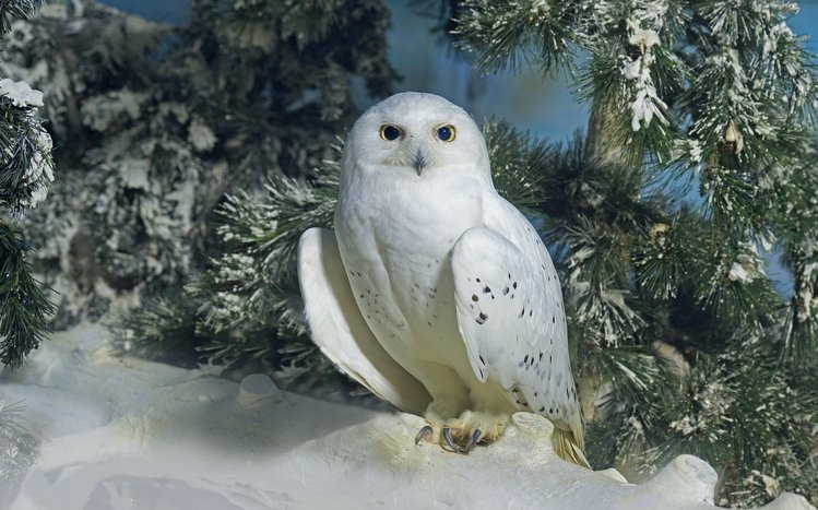 Snowy Owl Theme screenshot #28