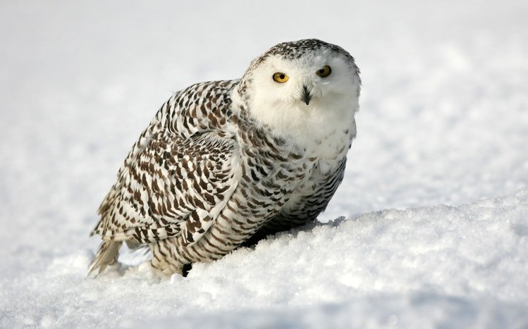 Snowy Owl Theme screenshot #5