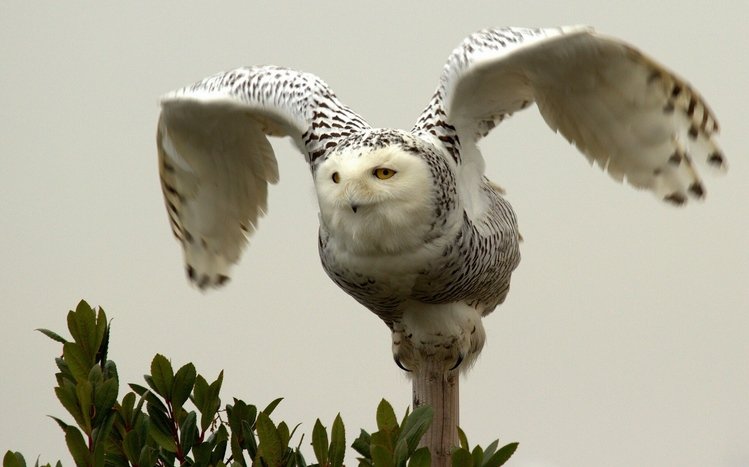 Snowy Owl Theme screenshot #6