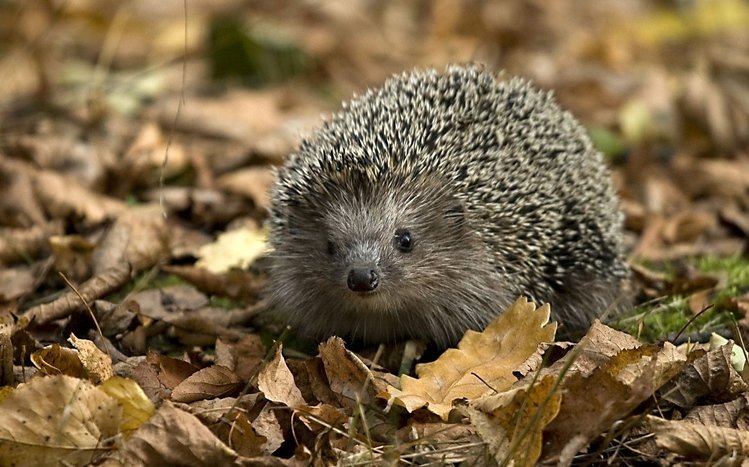 Hedgehog Theme screenshot #13