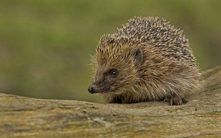 Hedgehog Theme screenshot #19