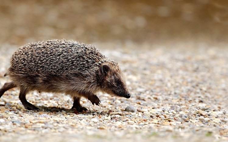 Hedgehog Theme screenshot #21