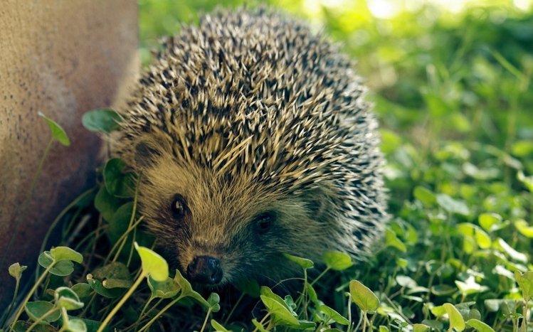 Hedgehog Theme screenshot #3