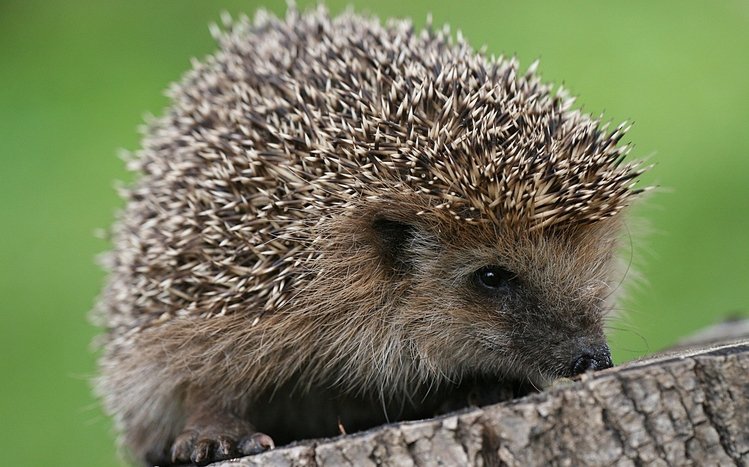 Hedgehog Theme screenshot #5