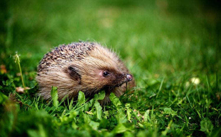 Hedgehog Theme screenshot #7