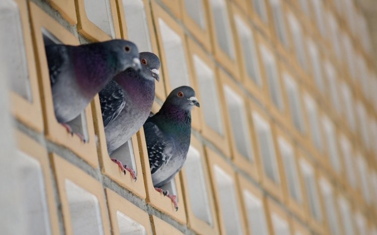 Pigeon Theme screenshot #15