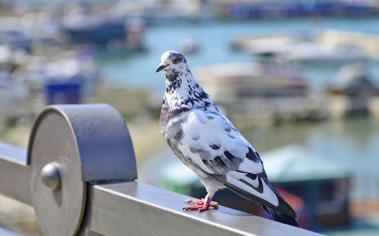 Pigeon Theme screenshot #18